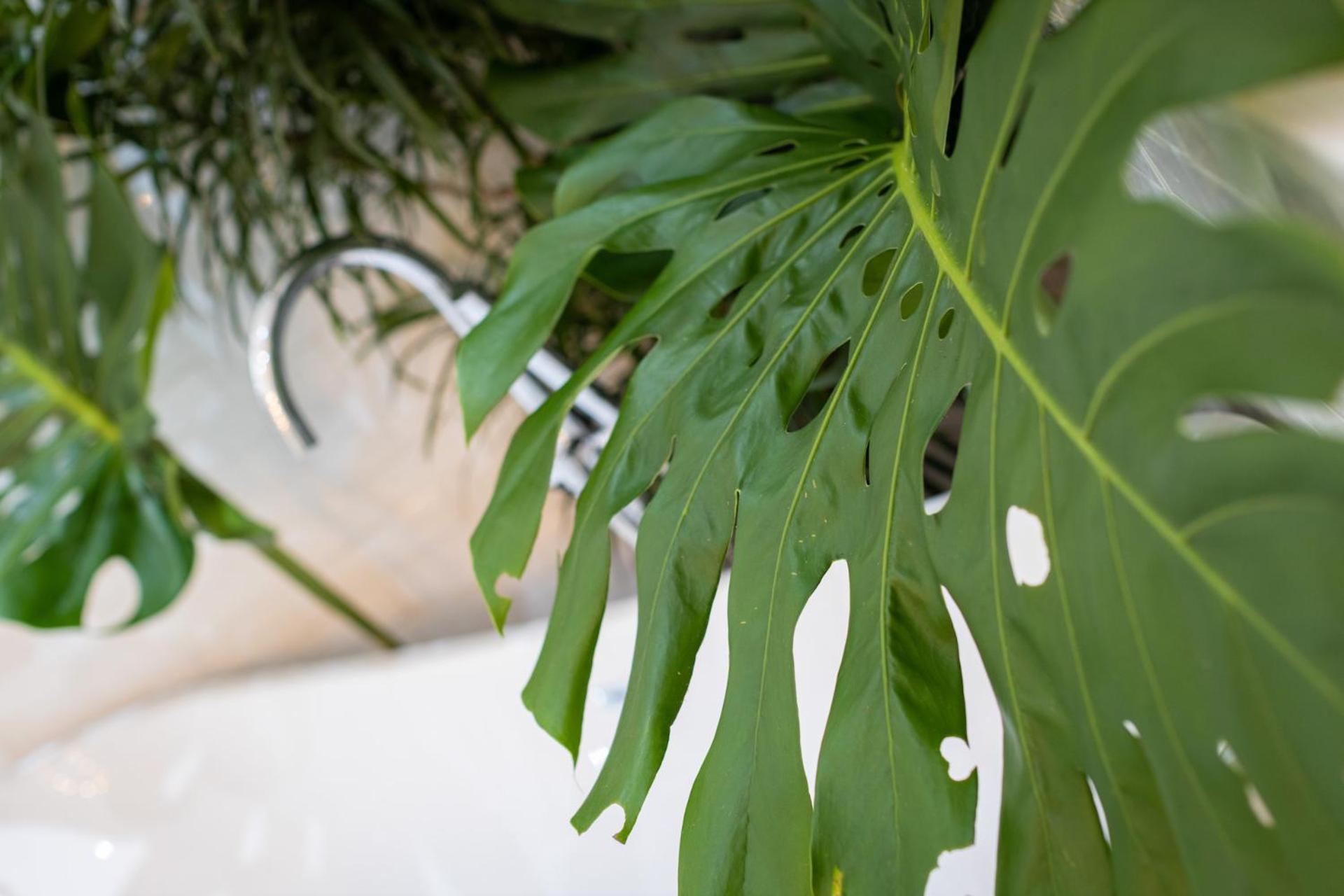 Le Cameleon Boutique Hotel Puerto Viejo de Talamanca Exteriér fotografie Monstera deliciosa